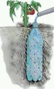 Irrigate tomato plant with bottle